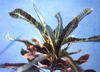 it女性 52种居家致癌植物