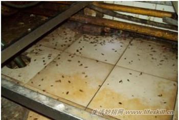 完全消灭蟑螂的七种方法