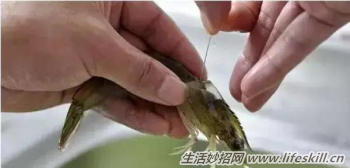 吃虾时如何去除虾线？