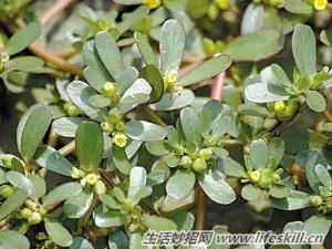 春天里能吃的野菜你都认识么？