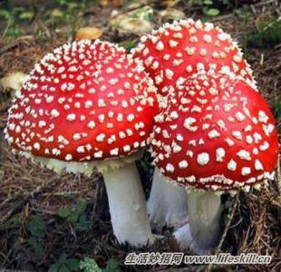 怎样鉴别野生的蘑菇有否有毒？