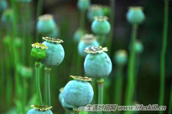 中国古代九大毒药