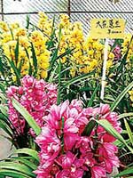 it女性 花香袭人 能防多种病