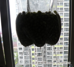 巧用饮料瓶发豆芽