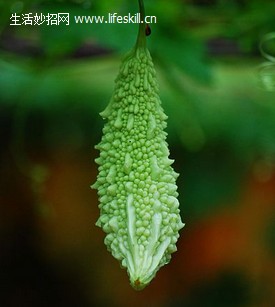 苦瓜的药性与毒性