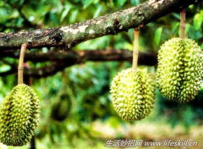 怎样吃榴莲才能更健康？