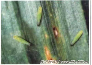 养花常见病虫害的防治方法