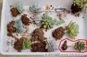 多肉植物营养配土的做法