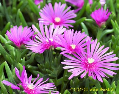 松叶菊的资料