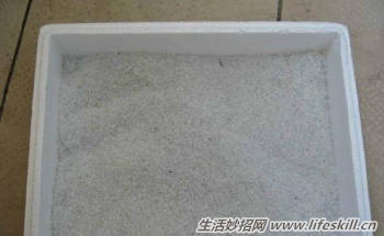 100%成活率的花卉插扦方法