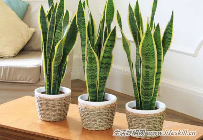 最能净化室内空气的18种植物，认识一下吧！