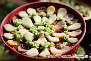 多肉植物叶插方法解密