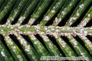 养花常见病虫害的防治方法