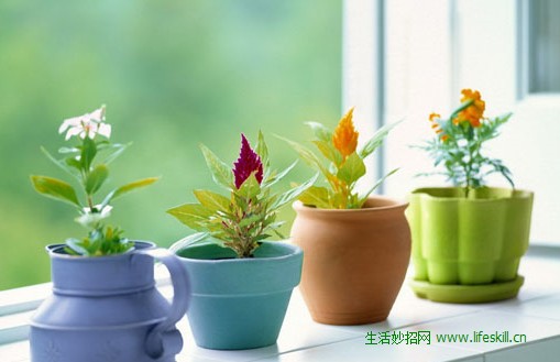 家庭养花如何选择品种？