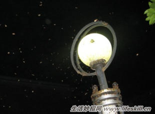夏夜里灯下的小飞虫怎么清理？