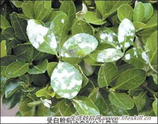 养花常见病虫害的防治方法