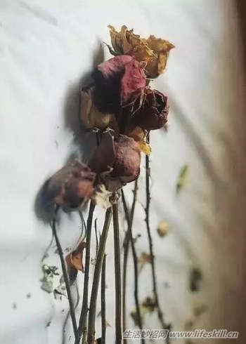 制作干花的6种小方法