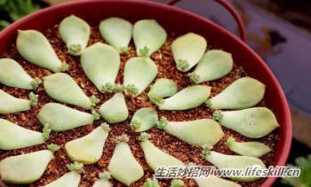 多肉植物叶插方法解密