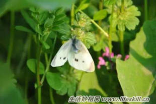 养花常见病虫害的防治方法