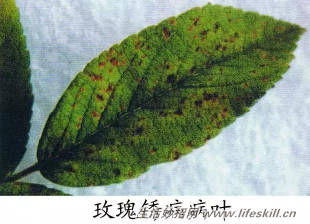养花常见病虫害的防治方法