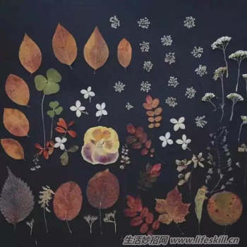 制作干花的6种小方法