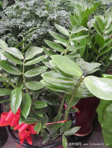 家庭盆栽观叶植物你认识几个？