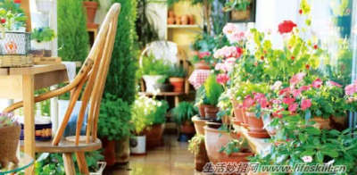 手把手教你玩转水培植物