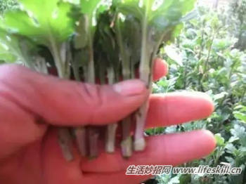 图解菊花扦插技术