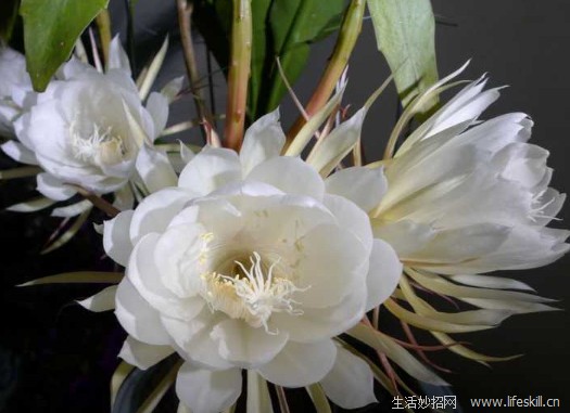 怎样繁殖昙花？