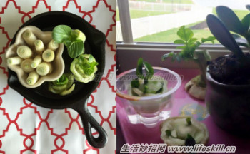 巧用要丢弃的菜头制作小盆栽
