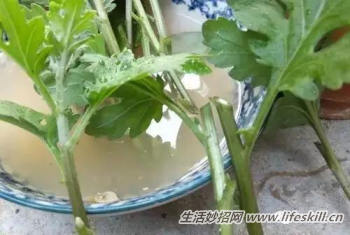 图解菊花扦插技术