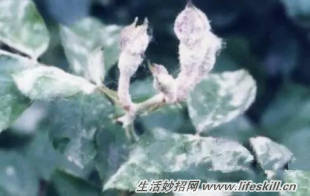 养花常见病虫害的防治方法