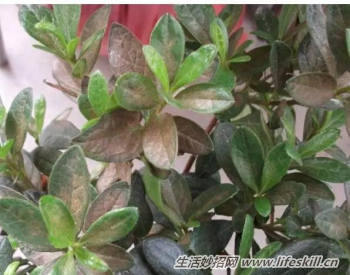 养花用食醋竟有起死回生的妙用