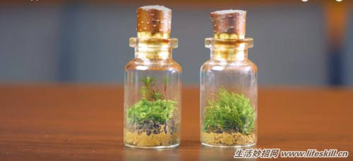 巧用废灯泡制作漂亮的盆栽