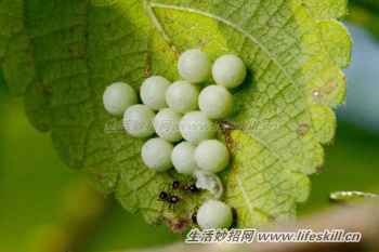 春天要提防害虫荔枝椿象，碰一下皮肤会灼伤腐烂！