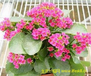 长寿花的栽培方法