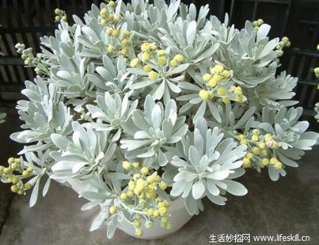 香菊的养护要点有哪些？
