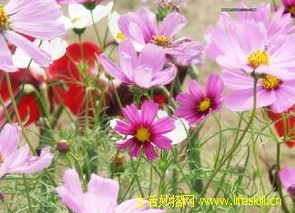 波斯菊的资料