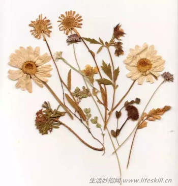 制作干花的6种小方法