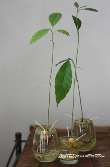 吃完牛油果后种子可别丢，教你做漂亮的盆栽！
